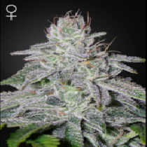 Franco's Lemon Cheese (Green House Seeds) Cannabis Seeds