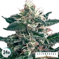 Cheex (Seedmakers Seeds) Cannabis Seeds