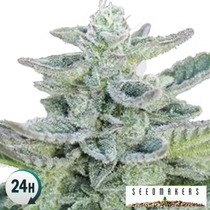 Superkush (Seedmakers Seeds) Cannabis Seeds