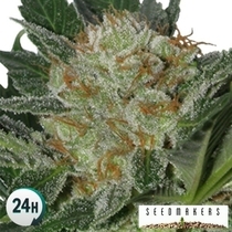 Widow (Seedmakers Seeds) Cannabis Seeds