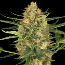 Blueberry Bubblegum Auto (Sensi Seeds Research) Cannabis Seeds