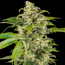Sweet & Sour Cream Auto (Sensi Seeds Research) Cannabis Seeds