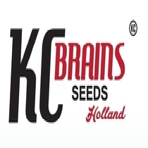 White KC (KC Brains Seeds) Cannabis Seeds