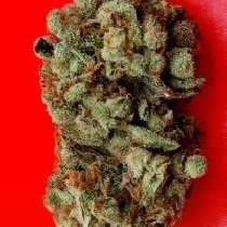 Lemon Sherbet (KC Brains Seeds) Cannabis Seeds