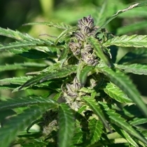 Gelato Kush (Kush Seeds) Cannabis Seeds