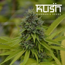 Cookie Kush (Kush Seeds) Cannabis Seeds