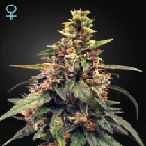 Great White Shark CBD (Green House Seeds) Cannabis Seeds