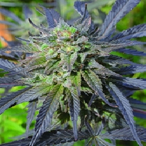 Blue Blood CBD (Medicann Seeds) Cannabis Seeds