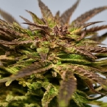 Gelato (Medicann Seeds) Cannabis Seeds