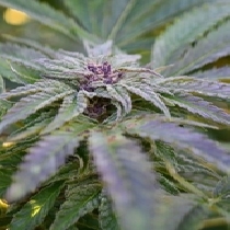 Strawberry Banana (Medicann Seeds) Cannabis Seeds