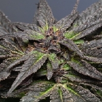 Wedding Cake (Medicann Seeds) Cannabis Seeds
