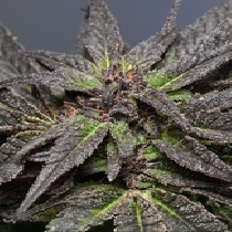 Wedding Cake (Medicann Seeds) Cannabis Seeds