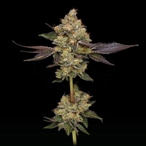 Afghani Mints Green Bodhi Regular (Green Bodhi) Cannabis Seeds