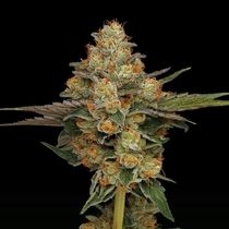 Northern Afghani Lights (Green Bodhi) Cannabis Seeds