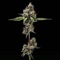 Sour Best Afghani (Green Bodhi) Cannabis Seeds