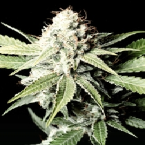 Great White Shark (Green House Seeds) Cannabis Seeds
