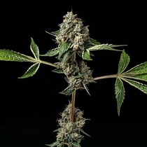 Kosher Afghan Kush (Green Bodhi) Cannabis Seeds
