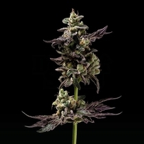 Northern Runtz (Green Bodhi) Cannabis Seeds
