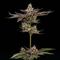 Northern Lemons (Green Bodhi) Cannabis Seeds