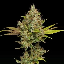Hazy Lights (Green Bodhi) Cannabis Seeds