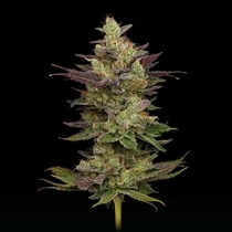 Chem D-Light (Green Bodhi) Cannabis Seeds