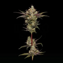 Northern Lights OG (Green Bodhi) Cannabis Seeds