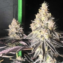 Zerbert Smoothie (The Plug Seedbank Seeds) Cannabis Seeds