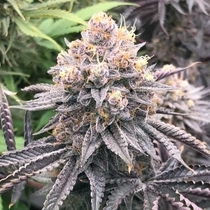 Fritter Delight (The Plug Seedbank Seeds) Cannabis Seeds