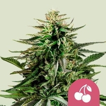 Cherry Pie (Royal Queen Seeds) Cannabis Seeds