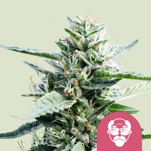 Granddaddy Purple  (Royal Queen Seeds) Cannabis Seeds