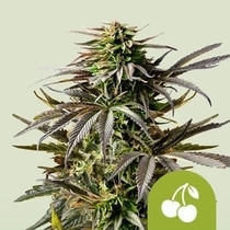 Cherry Pie Auto (Royal Queen Seeds) Cannabis Seeds
