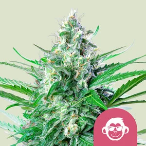 Grape Ape (Royal Queen Seeds) Cannabis Seeds