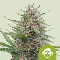 Grape Ape Auto (Royal Queen Seeds) Cannabis Seeds