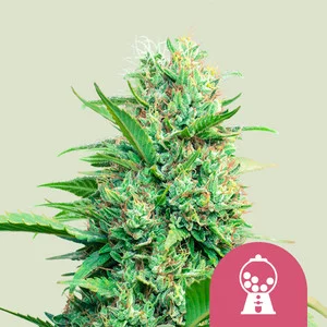 Pink Runtz (Royal Queen Seeds) Cannabis Seeds