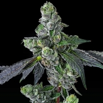 Goofiez2 ² (Compound Genetics Seeds) Cannabis Seeds