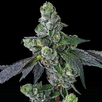 Goofiez2  (Compound Genetics Seeds) Cannabis Seeds