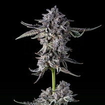 Candy Bezels (Compound Genetics Seeds) Cannabis Seeds