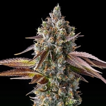 Strawberry Skrilla (Compound Genetics Seeds) Cannabis Seeds