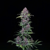 NYC Vapor (Compound Genetics Seeds) Cannabis Seeds