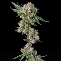 Glue 31 (Compound Genetics Seeds) Cannabis Seeds