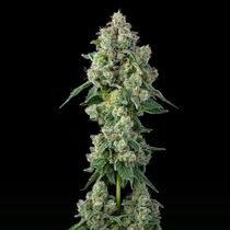 Inside Joke (Compound Genetics Seeds) Cannabis Seeds