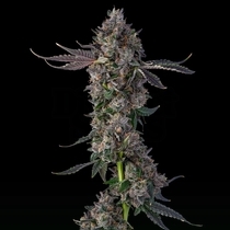 Candy Packz (Compound Genetics Seeds) Cannabis Seeds