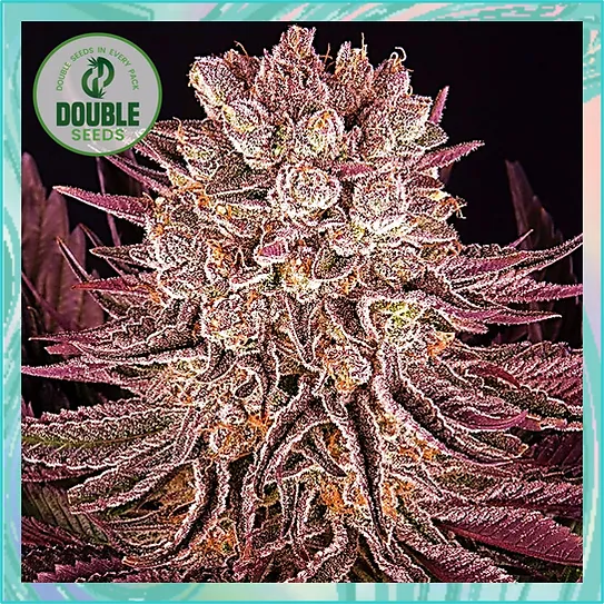 Mimosa x Orange Punch(Double Seeds) Cannabis Seeds
