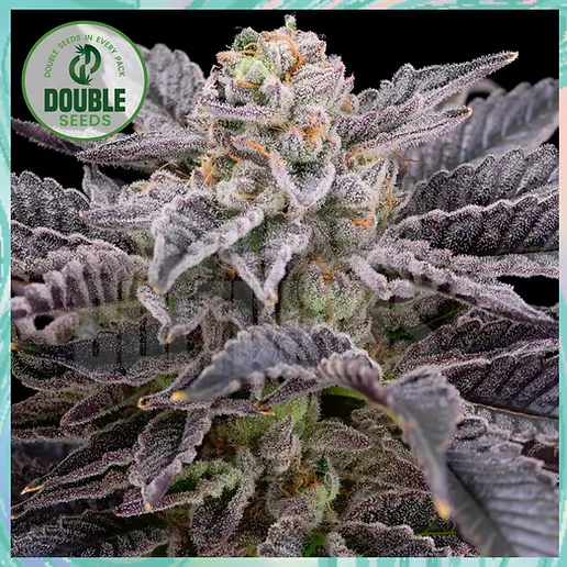 RS11 (Double Seeds) Cannabis Seeds