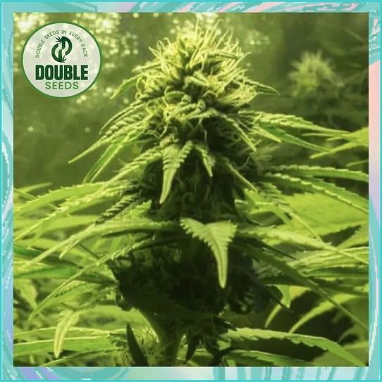 The BULK (Double Seeds) Cannabis Seeds