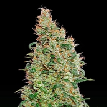Greenomatic (Green House Seeds) Cannabis Seeds
