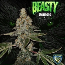 Beasty Feminized (TH Seeds) Cannabis Seeds