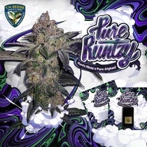 Pure Runtzy Feminized (TH Seeds) Cannabis Seeds