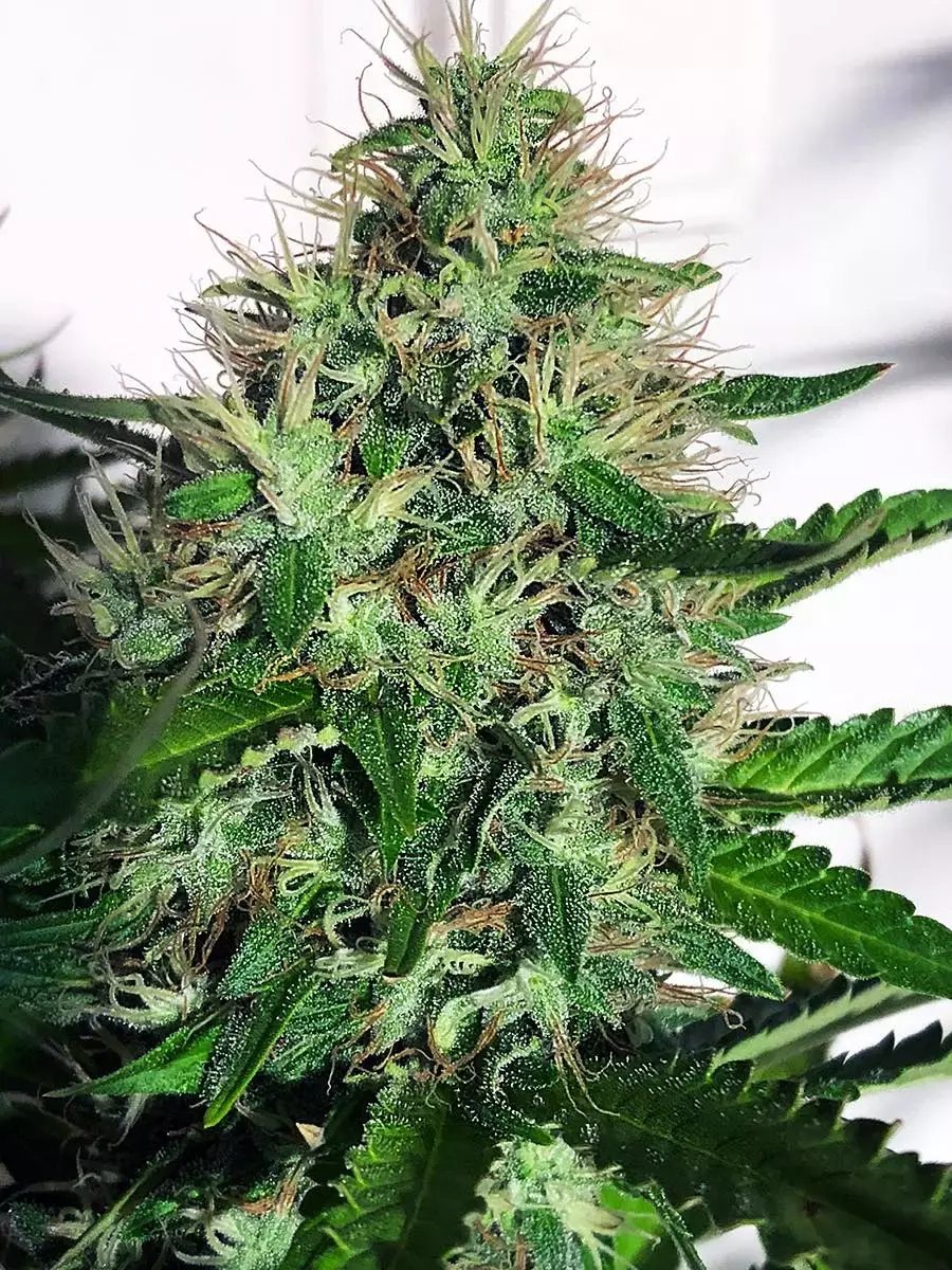 Cannabis Light (Ministry Of Cannabis Seeds) Cannabis Seeds