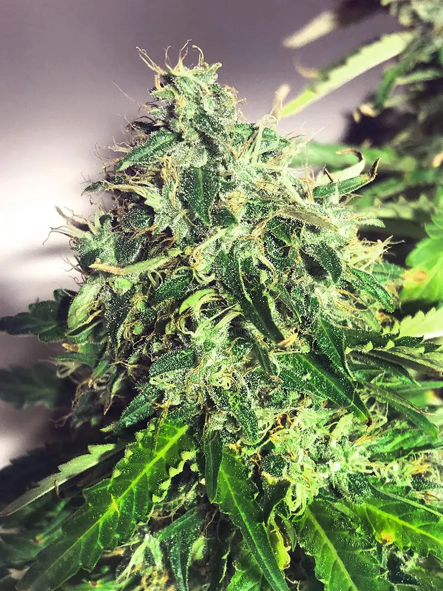Auto Cannabis Light (Ministry Of Cannabis Seeds) Cannabis Seeds